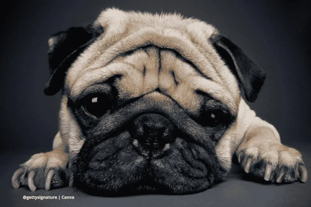 Higiene de las arrugas de un pug: primer plano de pug claro con piel arrugada