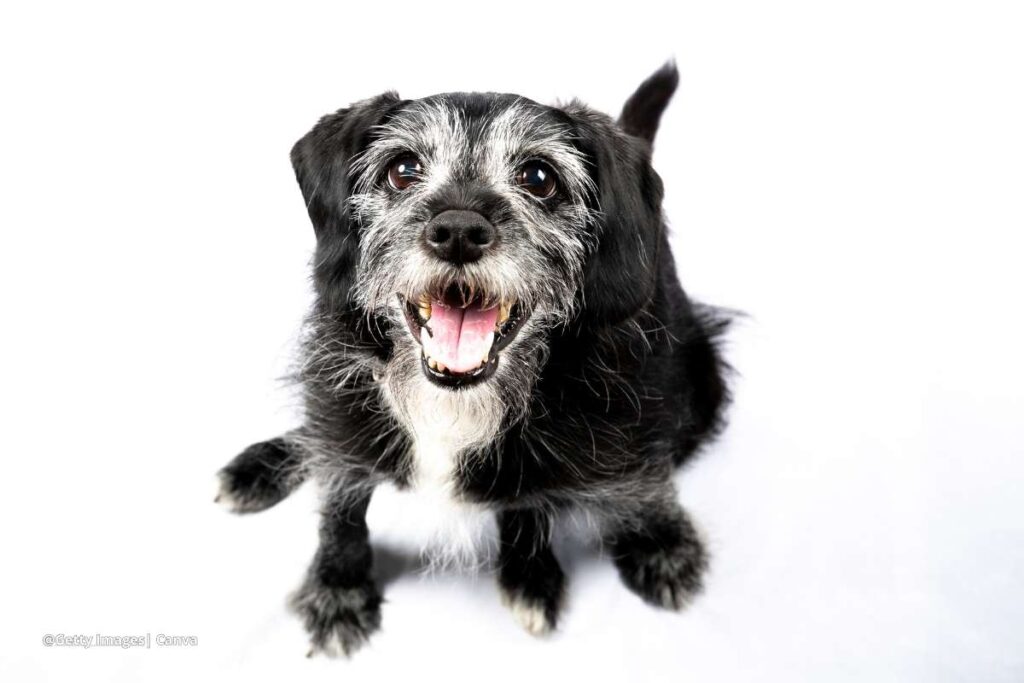 Beneficios de adoptar un perro adulto