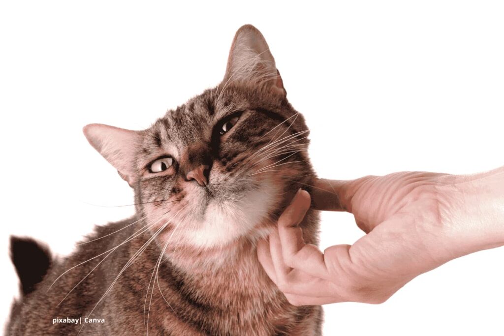 Comunicación felina