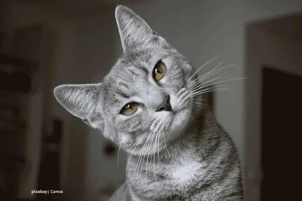 Gato gris atento, alimentos prohibidos para gatos.