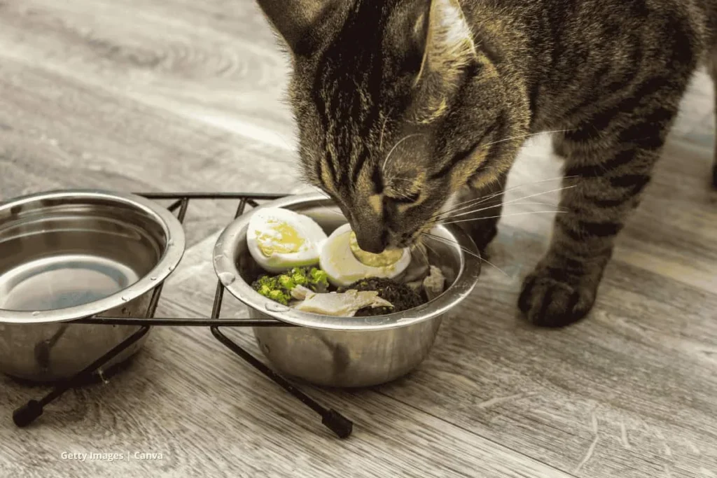 Alimentos ecológicos para gatos – gato comiendo huevo y brócoli.