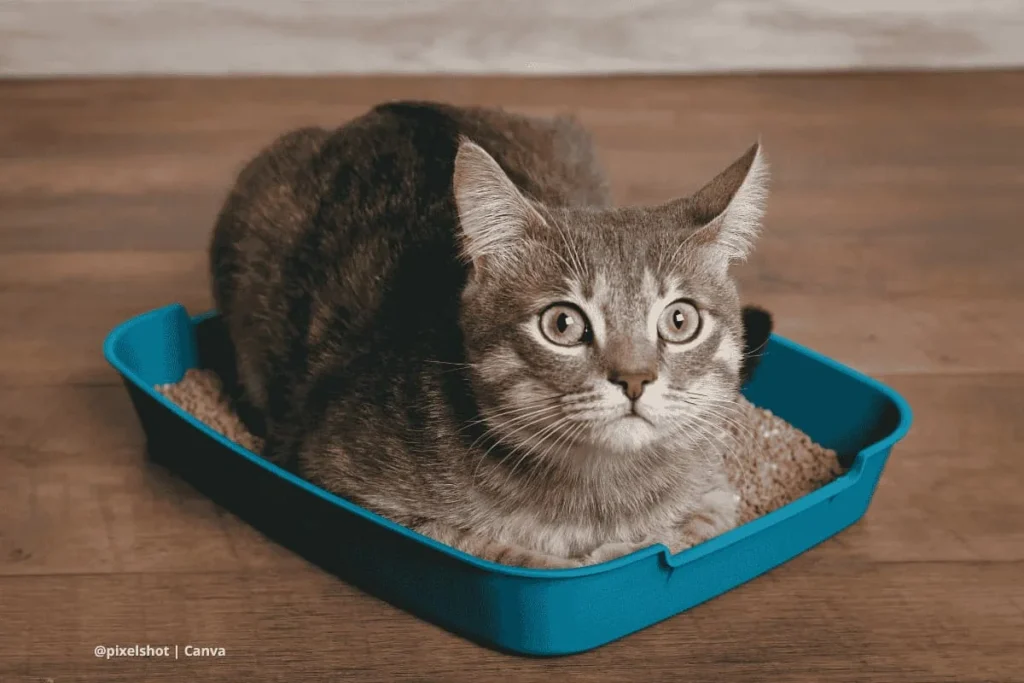 Arenero ecológico para gatos – gato dentro de caja de arena azul reutilizable. TITLE: Gato en arenero reutilizable.