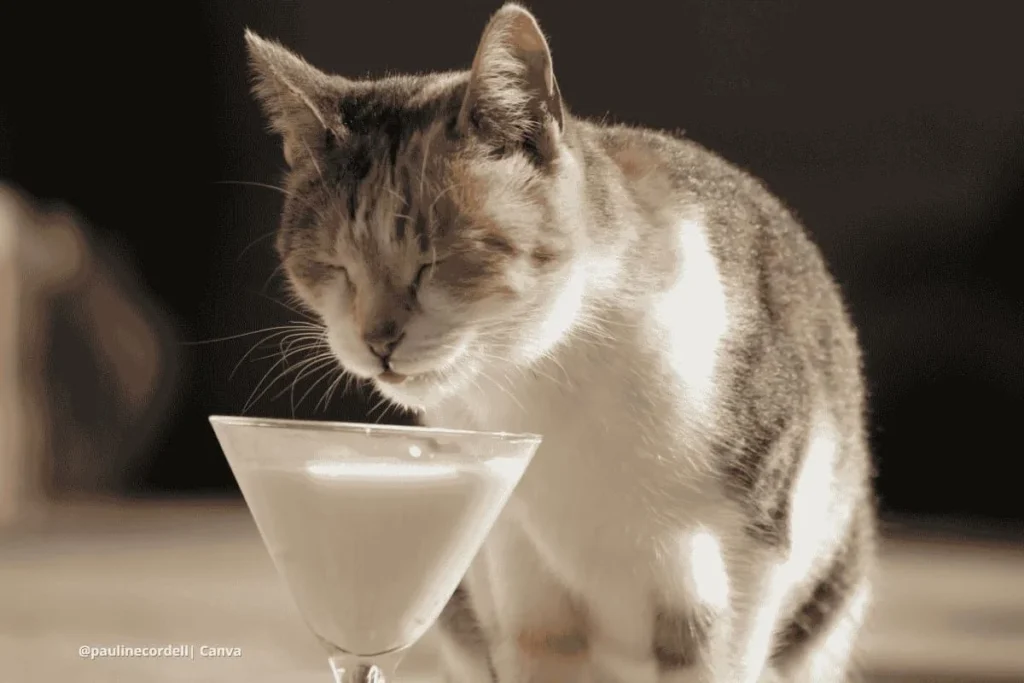 Gastronomía felina -Gato lamiéndose el hocico tras comer, recetas caseras para gatos.