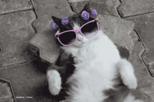 Estilo de vida sostenible para gatos – gato recostado con gafas y corona de flores.