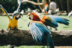 Mascotas exóticas legales en Colombia – guacamayos azul y rojo sobre tronco en espacio natural.