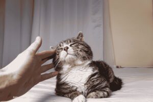 Hogar a prueba de gatos