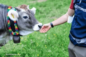 persona conviviendo con una vaca como mascota