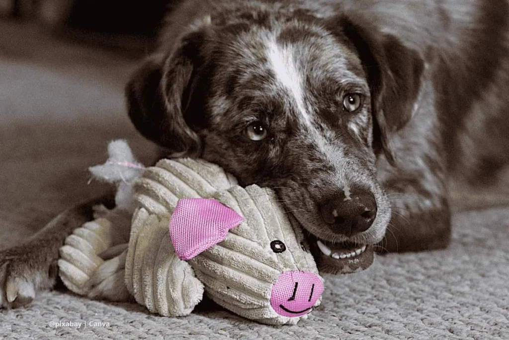 Juguete para perro – perro muerde peluche en el suelo.