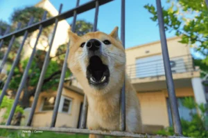 Control de ladridos de perro – perro amarillo ladra desde una reja frente a su casa.