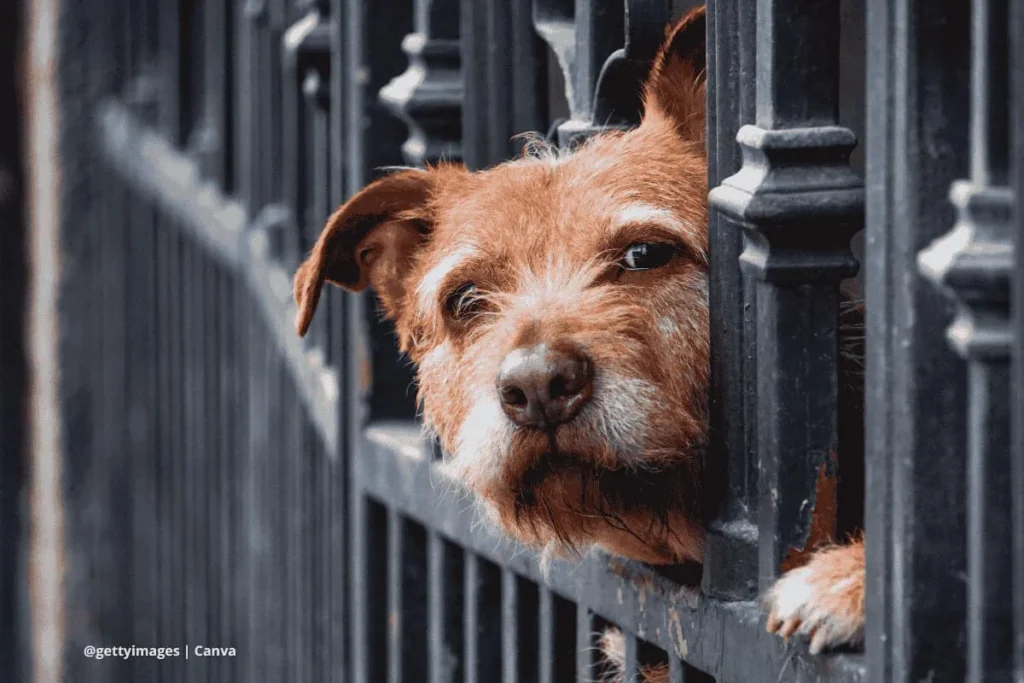 Perro con vecino – perro marrón observa por una reja metálica.