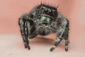 Primer plano de araña saltadora sobre superficie lisa, representando los cuidados de una araña de mascota