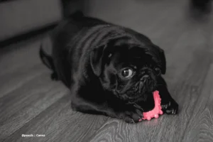 Cuidados para un pug: pug negro juega con mordedor rosa en piso de madera