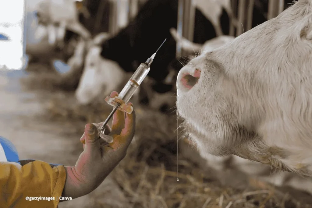 Revisión médica a vaca mascota