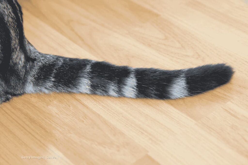 Significado de la cola de gato