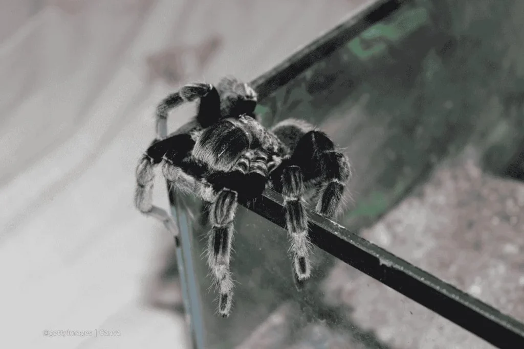 Tarántula sobre el borde de un terrario mostrando cómo cuidar una tarántula en terrario
