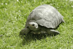 vida de la tortuga hicotea en ecosistemas de Colombia