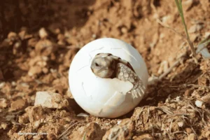 Zoocriaderos y permisos para tortugas – cría de tortuga sale de un huevo. tortuga de mascota en colombia