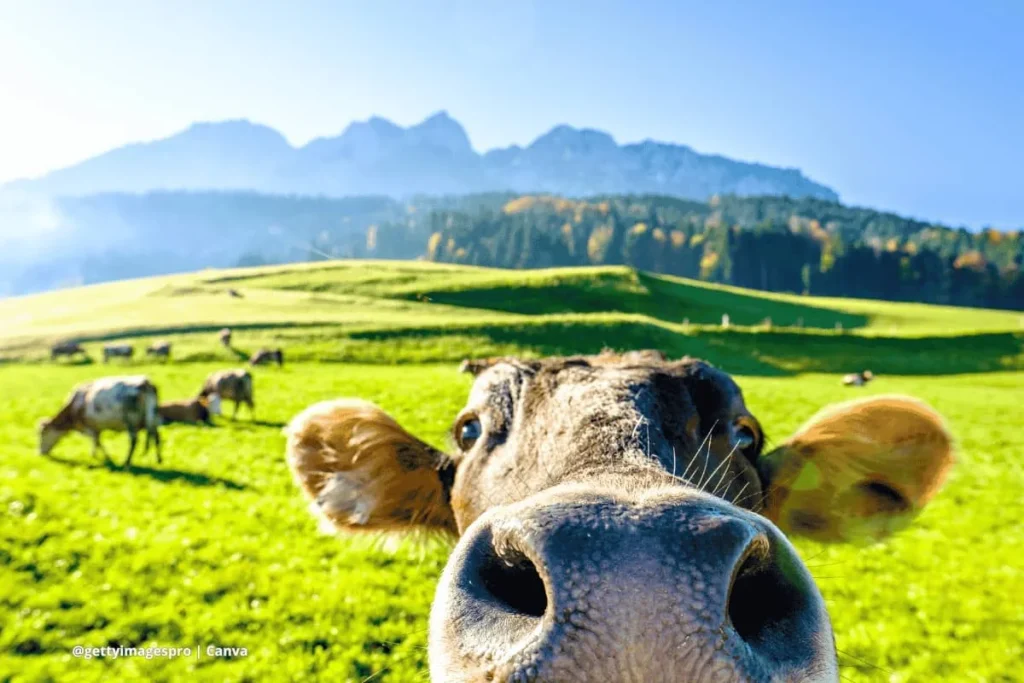 vaca como mascota en campo abierto con otras reses