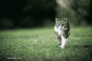 cómo pasear a un gato