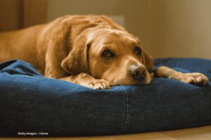 cuidado perro mayor apartamento
