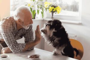 ejercicios perro adulto apartamento