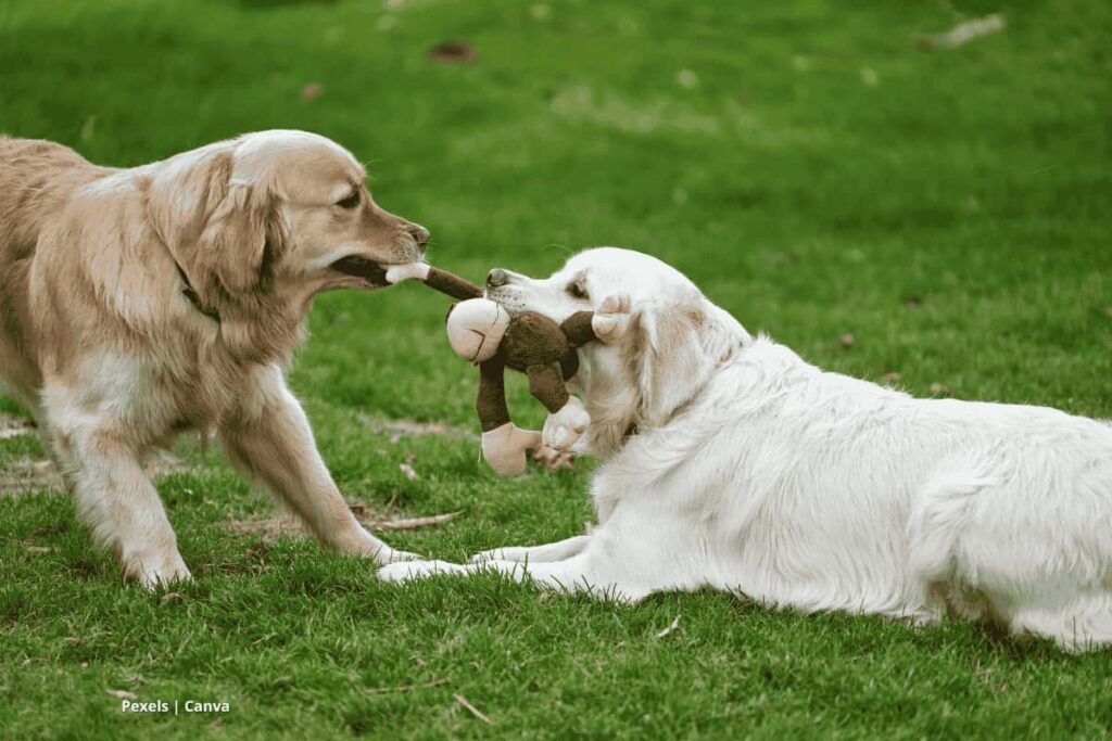 juguetes rompecabezas para perros