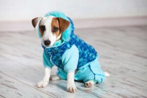 ropa para perro
