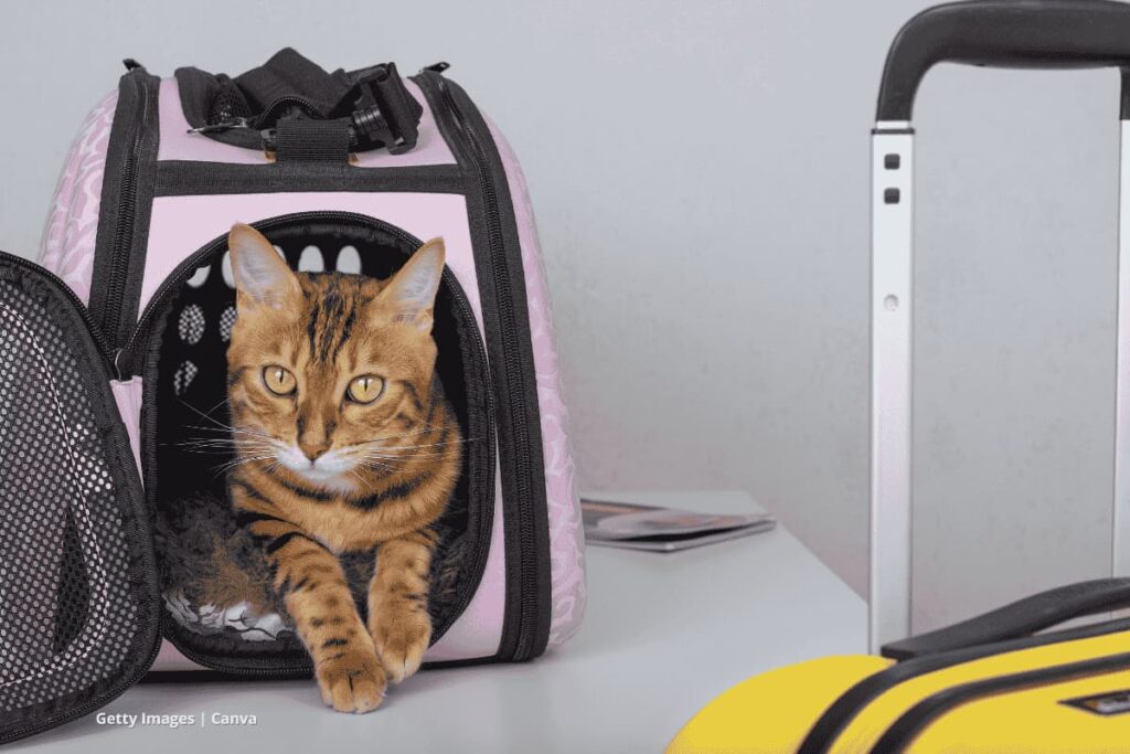 viajar con gatos