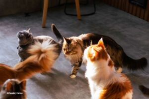 razas de gatos en Colombia