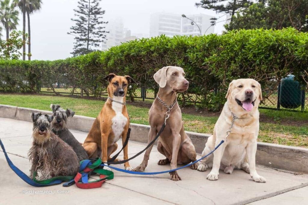 razas de perros pequeños en Colombia