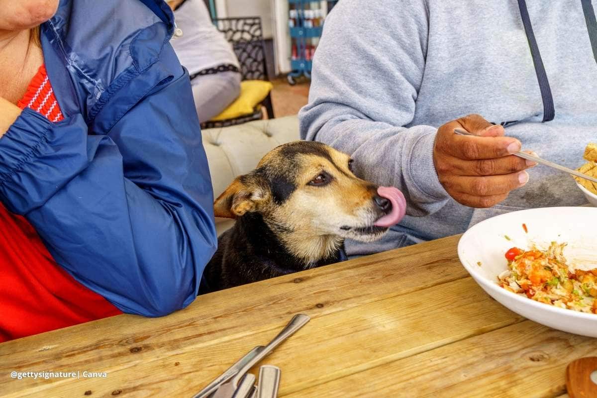 comida de humano para perro