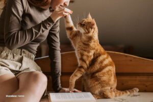 espacio para gatos en casa