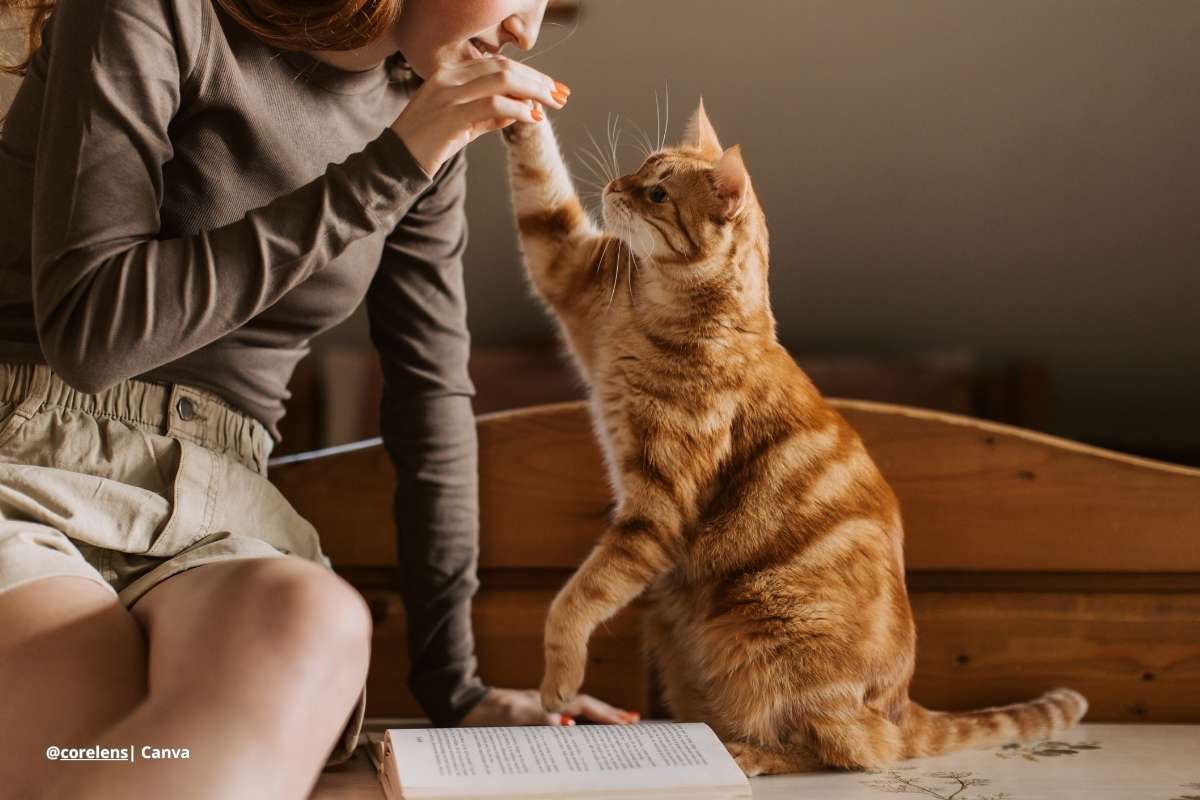 espacio para gatos en casa