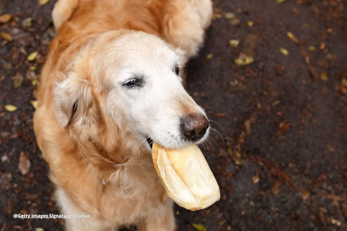 perro comió pan