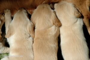 destete perros perros comiendo
