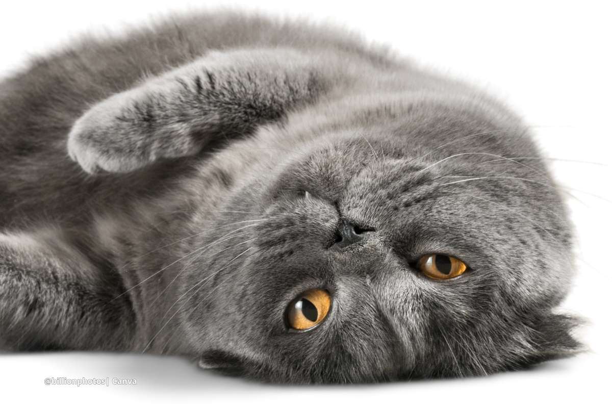 gatos exóticos en Colombia