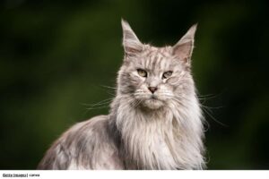 gatos más costosos en Colombia