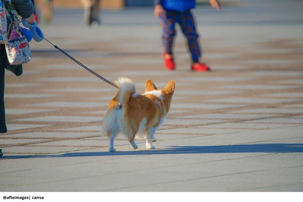 alimentación perros adultos
