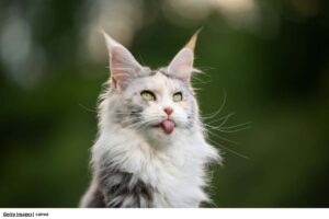 curiosidades gato Maine Coon