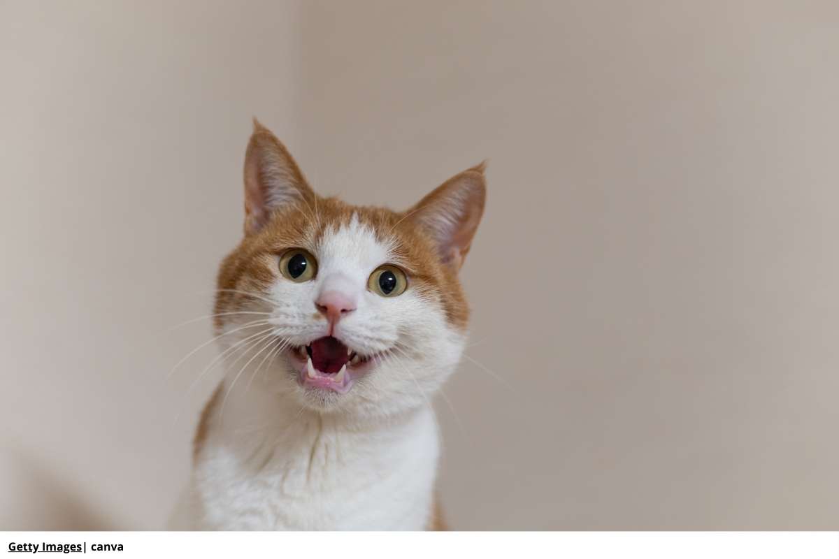 10 señales increíbles para saber si su gato está feliz