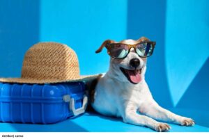 Viajar con mascotas Colombia