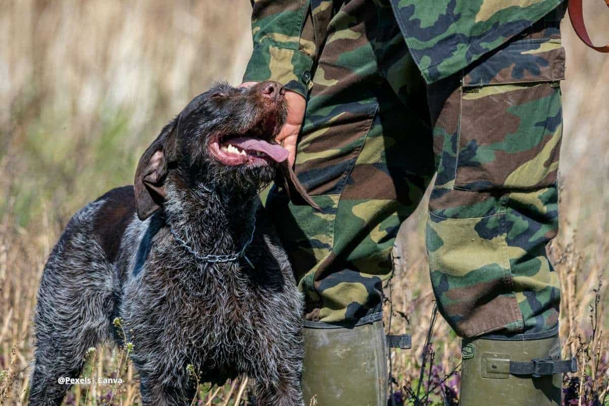 perro de guerra