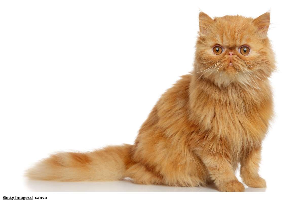 El gato con más y menos pelo: Persa vs. Sphynx