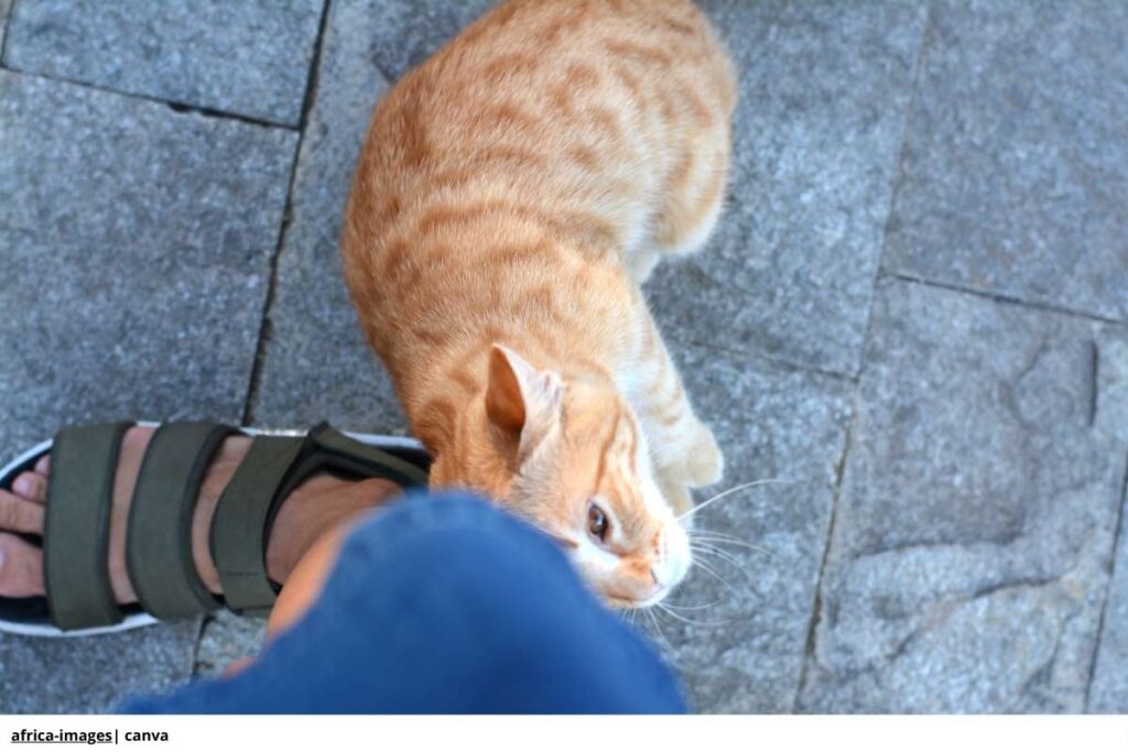 Imagen de un gato amasando