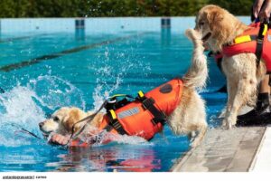 ¡Asombroso! 5 razas de perros de rescate que salvan vidas en 2025