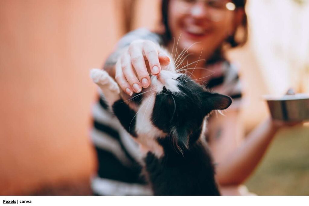 beneficios_jugar_con_gato