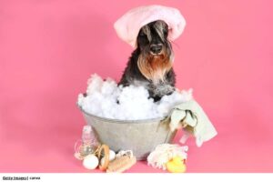 ¡10 beneficios de llevar a su perro a un spa perruno!