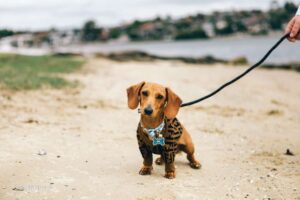 correas para perros