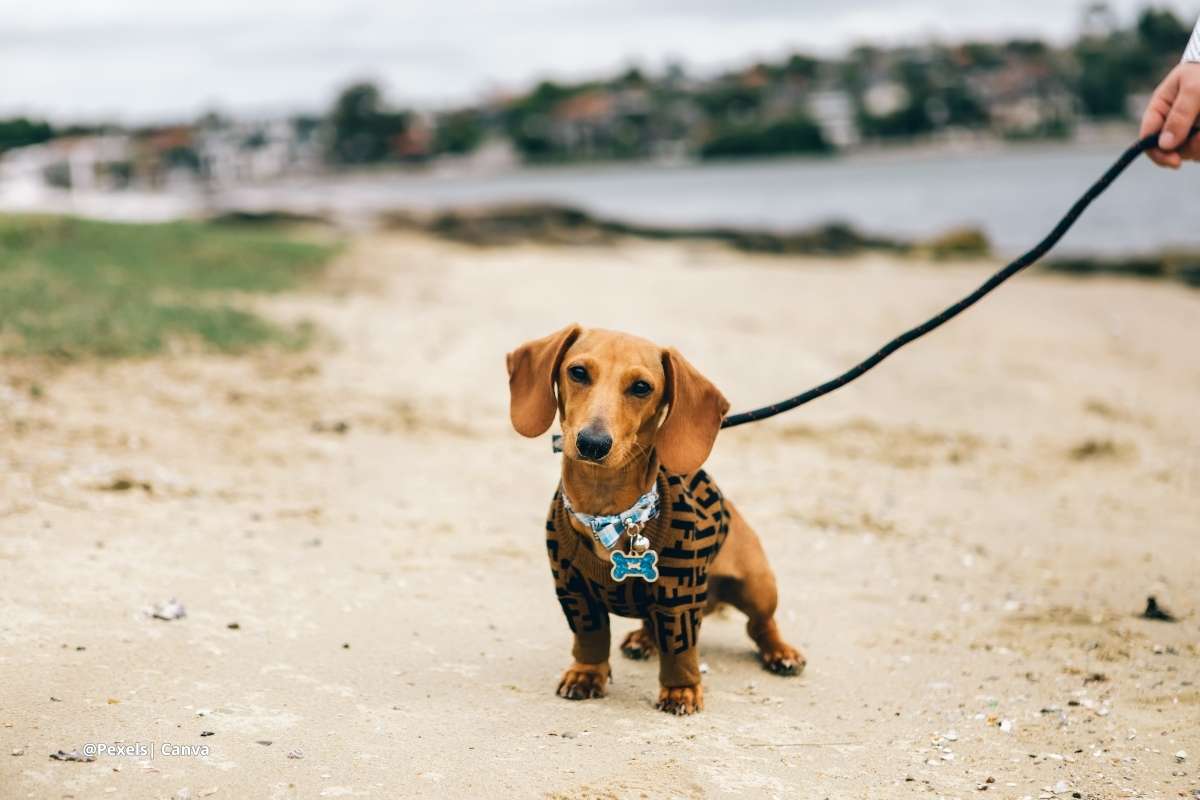 correas para perros