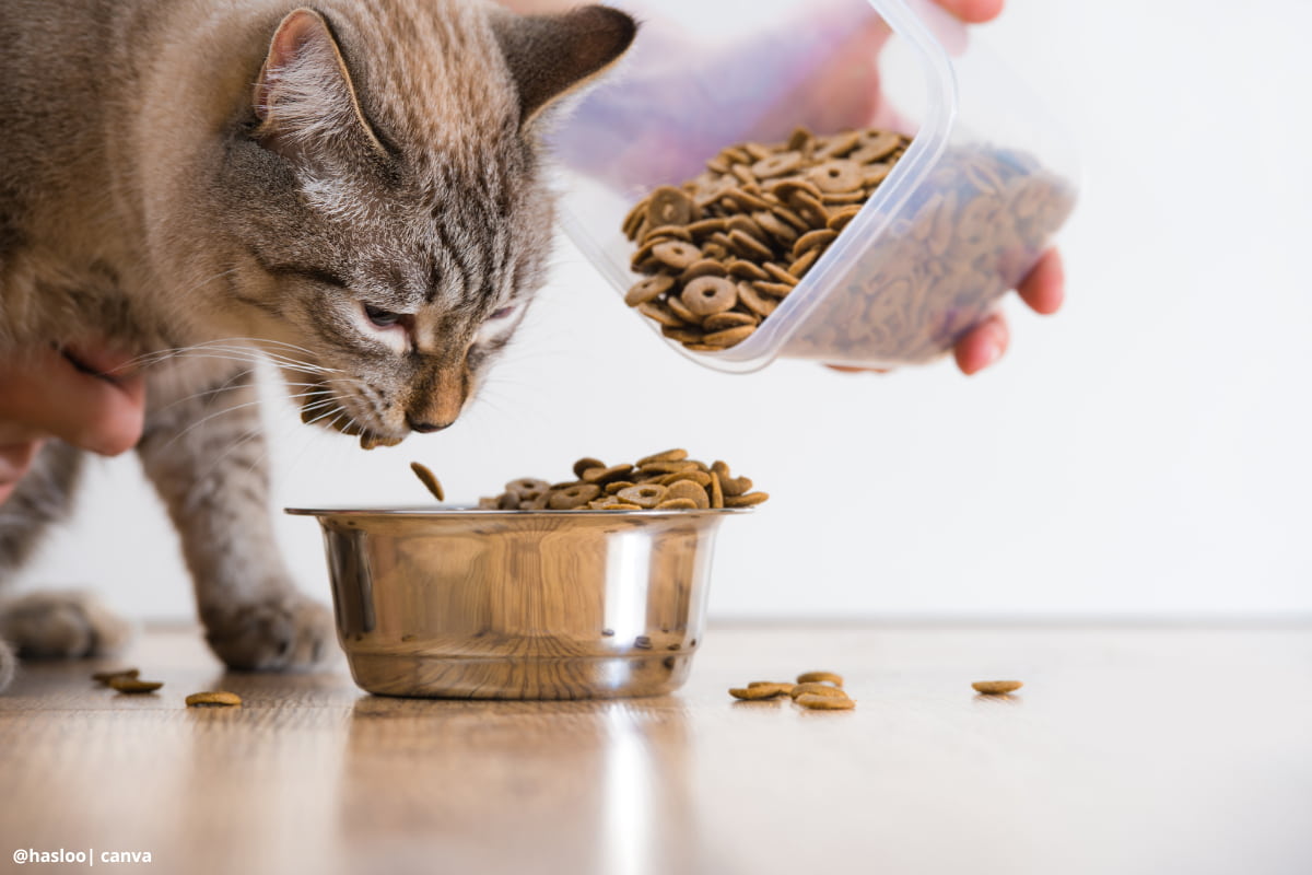 ¡La guía definitiva! 10 claves para los horarios de alimentación de un gato